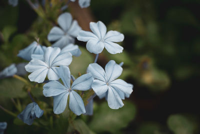 Close-up of white flowering plant