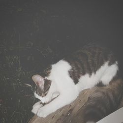 High angle view of cat sleeping