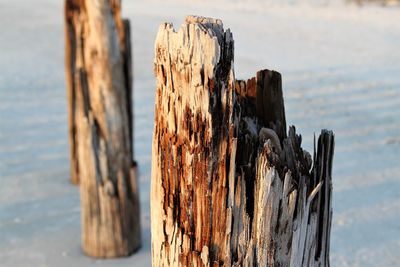 Close-up of wooden posts on beach