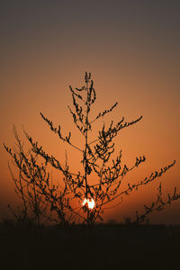 Silhouette plants against sky during sunset