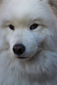 Close-up portrait of dog