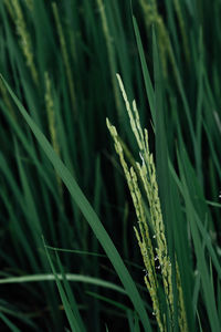 Close-up of grass growing in field