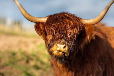 Highland coo 