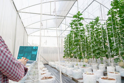 Man working in greenhouse