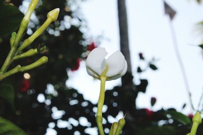 Close-up of white flowering plant