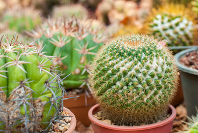 Close-up of cactus growing in pot