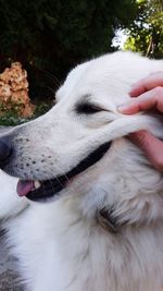 Close-up of hand holding dog