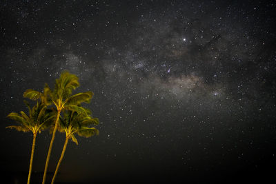 Low angle view of trees against sky at night