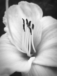 Close-up of white rose flower