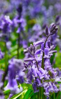 Close-up of purple flowers