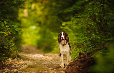 Portrait of dog standing on tree