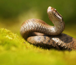 Close-up of snake