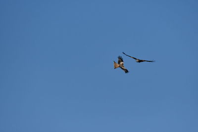 Low angle view of birds flying in sky