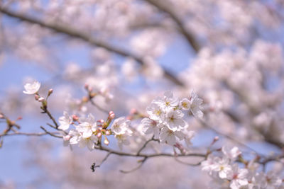 Close-up of cherry blossom tree