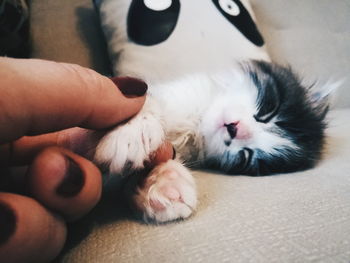 Full length of a cat lying on hand