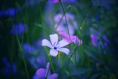 Close-up of purple flowering plants