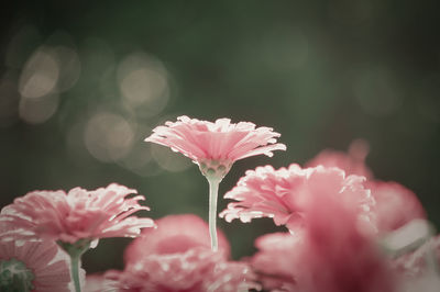 Close-up of pink flowers blooming outdoors
