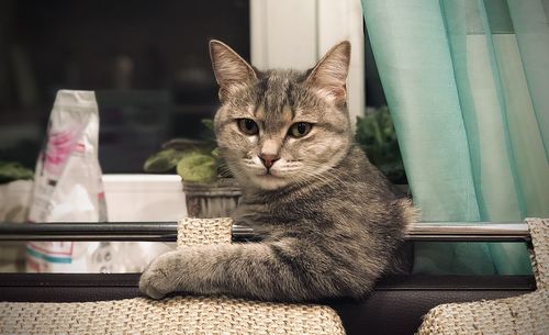 Portrait of cat sitting on floor