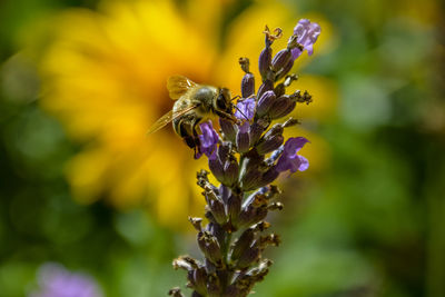 Close-up of honey bee on plant