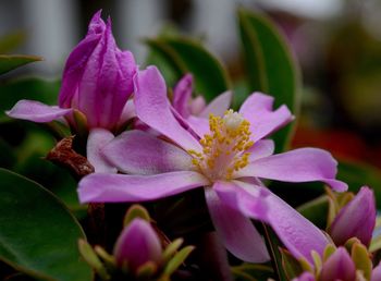 Close-up of pink flowers blooming outdoors