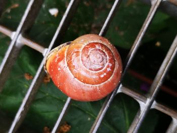 Close-up of wet mushroom