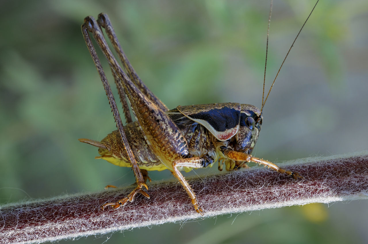 Insect cricket