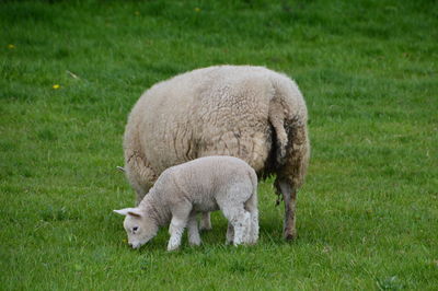 Sheep grazing on field