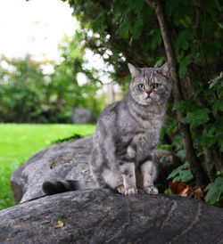  baobao 2110-8474 - my cat was standing on a big rock. 