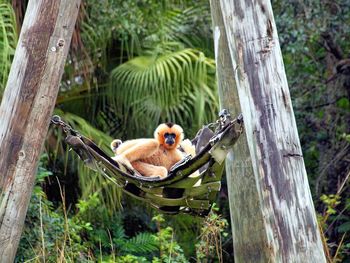 Dog on tree trunk