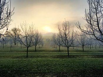 Trees on field against sky at sunset