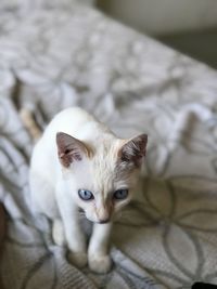 High angle portrait of a cat