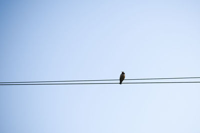 Low angle view of bird perching on cable against clear sky