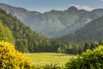 Lush foliage on landscape