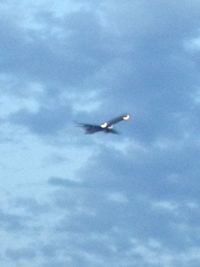 Low angle view of bird flying against sky