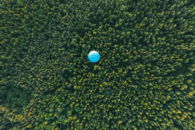 View of the balloon from above. a blue hot air balloon flies over the green wild forest.