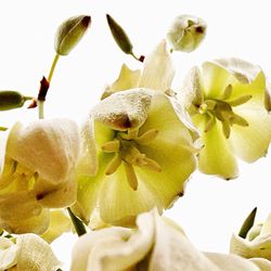 Close-up of flowers