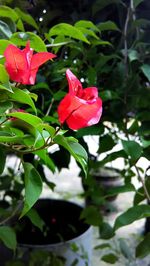 Close-up of pink rose