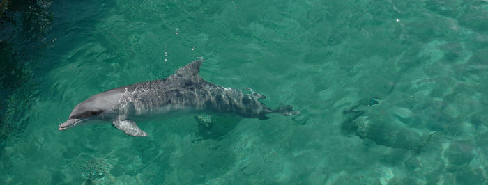 High angle view of fish swimming in sea