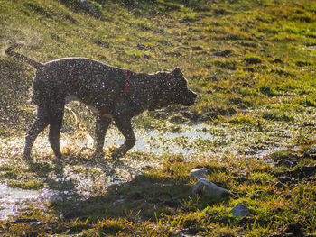 View of a dog on land