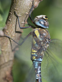 Close-up of insect on leaf