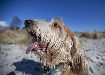 Close-up of dog on beach