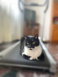 one animal
