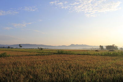 Scenic view of field against sky