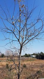 Bare tree on field against clear sky