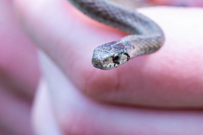 Close-up of a lizard