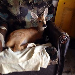 Roe deer lying on the couch