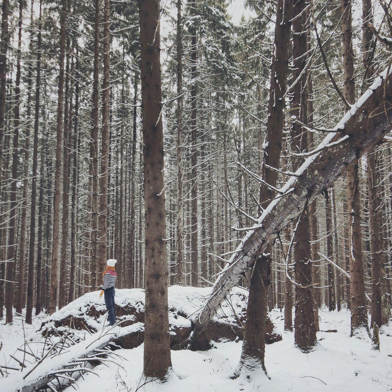 snow, winter, cold temperature, tree, season, tree trunk, weather, forest, tranquility, woodland, tranquil scene, nature, covering, beauty in nature, non-urban scene, landscape, branch, bare tree, scenics