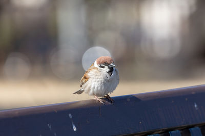 Close-up of bird perching on railing