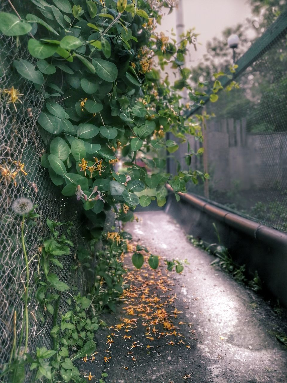 CLOSE-UP OF FLOWERING PLANTS BY CAR