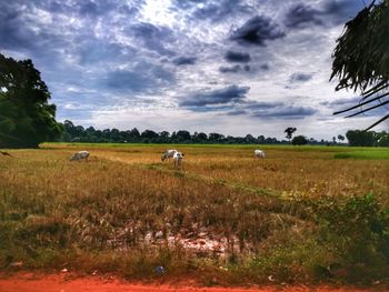 Scenic view of agricultural field against sky